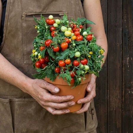 Micro Tom, Tomato Seeds - Packet image number null